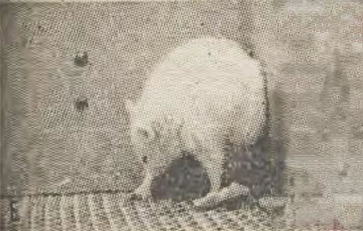 1789978373918252.png 生物1.png